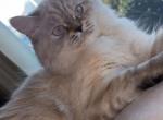 Beautiful Siberian kitten - Siberian Kitten For Sale - Dearborn Heights&comma; MI&comma; US