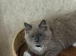 Bingo - Ragdoll Kitten For Sale - 