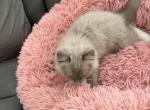 Kiki - Ragdoll Kitten For Sale - 