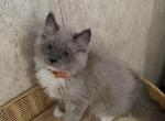 Taco - Ragdoll Kitten For Sale - 