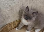 Taco - Ragdoll Kitten For Sale - 