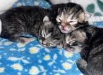 Persian x mainecoon - Persian Kitten For Sale - Bridgewater&comma; MA&comma; US