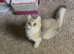 Hans - British Shorthair Kitten For Sale - Johns Creek&comma; GA&comma; US
