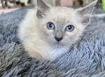 Scarlet - Siamese Kitten For Sale - Adams&comma; WI&comma; US