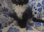 Slinkz littles - Maine Coon Kitten For Sale - Ellenton&comma; FL&comma; US