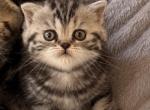 Sonya - Scottish Straight Kitten For Sale - CA&comma; US