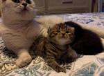 Layla and Storm - Scottish Fold Kitten For Sale - 