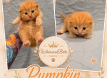 Juno's Tea party litter - British Shorthair Kitten For Sale - Sallisaw&comma; OK&comma; US