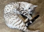 Sunshine - Bengal Cat For Sale - 