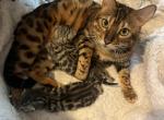 Zoe Litter May - Bengal Kitten For Sale - 