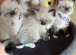 Ragdolls - Ragdoll Kitten For Sale - Tucson&comma; AZ&comma; US