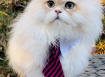 Zorro - British Shorthair Cat For Sale - Atlanta&comma; GA&comma; US