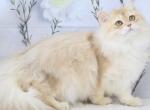 Queen - British Shorthair Cat For Sale - 