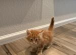 Tiger - Maine Coon Kitten For Sale - Brighton&comma; CO&comma; US