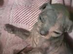 Phantom - Sphynx Kitten For Sale - Hemet&comma; CA&comma; US