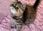 Penny CFA exotic Persian SH female - Exotic Kitten For Sale - PA&comma; US
