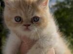 Marmalade cfa exotic sh persian - Exotic Kitten For Sale - PA&comma; US