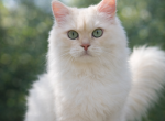 Aslan - Ragamuffin Cat For Sale - Salem&comma; OR&comma; US