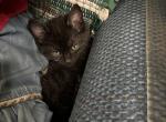 Black Tiger Bach - Domestic Kitten For Sale - 
