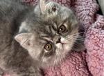 Dolly CFA Exotic Persian SH female - Exotic Kitten For Sale - PA&comma; US