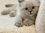 Stevie Spring Litter G - Himalayan Kitten For Sale - 