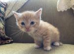 Milo - Scottish Straight Kitten For Sale - 