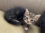 Percy - Scottish Straight Kitten For Sale - 