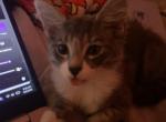 Daniella - Domestic Kitten For Sale - NY&comma; US