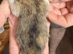 Ember - Scottish Fold Kitten For Sale - Puyallup&comma; WA&comma; US