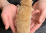 Phoenix - Scottish Fold Kitten For Sale - Puyallup&comma; WA&comma; US