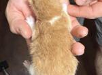 Sparky - Scottish Fold Kitten For Sale - Puyallup&comma; WA&comma; US