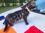 Mayhem Charcoal bengal female kitten for sale - Bengal Kitten For Sale - FL&comma; US