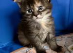 Pixie - Maine Coon Kitten For Sale - Pendleton&comma; NY&comma; US
