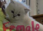 Matys Ragdoll kittens - Ragdoll Kitten For Sale - Iron River&comma; MI&comma; US