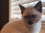 Mese kittens - Siamese Kitten For Sale - West Covina&comma; CA&comma; US