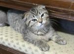 Jasper the go getter Scottish Fold x Siamese - Scottish Fold Kitten For Sale - 