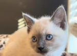 Messeey - Siamese Kitten For Sale - West Covina&comma; CA&comma; US