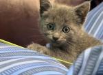 Blue Russians - Russian Blue Kitten For Sale - 