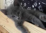 Bessy - Russian Blue Kitten For Sale