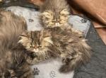 Maya chocolate tabby - Persian Kitten For Sale - Charlotte&comma; NC&comma; US