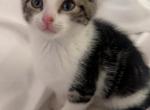 Beautiful white  kitten - American Shorthair Kitten For Sale - 