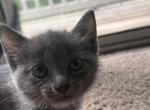 Russian Blue Kitten - Russian Blue Kitten For Sale - Charlotte&comma; NC&comma; US