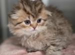 Whiskey - Scottish Fold Kitten For Sale - Denver&comma; CO&comma; US