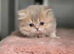 Winter Cherry - Scottish Straight Kitten For Sale - Denver&comma; CO&comma; US
