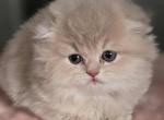 White Flame - Scottish Straight Kitten For Sale - Denver&comma; CO&comma; US