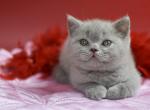 Ullis - British Shorthair Kitten For Sale - 