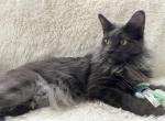 MILA BLUE SMOKE MAINE COON GIRL RETIRED - Maine Coon Cat For Sale/Retired Breeding - Warren&comma; OH&comma; US