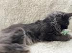 MILA BLUE SMOKE MAINE COON GIRL RETIRED - Maine Coon Cat For Sale/Retired Breeding - 