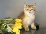 Scottish Straight Male - Scottish Straight Kitten For Sale - Orlando&comma; FL&comma; US