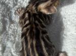 bella - Bengal Kitten For Sale - Denver&comma; CO&comma; US